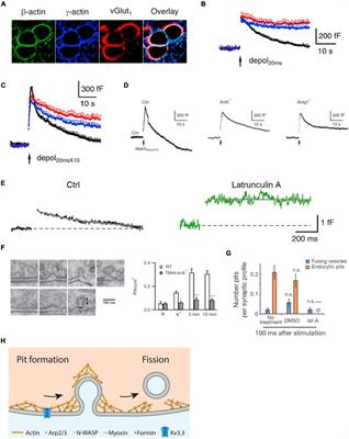 Multiple Roles of Actin in Exo- and Endocytosis